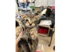 Adopt 55904025 a Brown Tabby Domestic Shorthair / Mixed (short coat) cat in