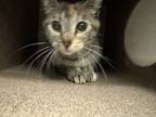 Adopt 2400 Lindale Ln a Brown or Chocolate Domestic Shorthair / Domestic