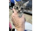 Adopt 55904061 a Gray or Blue Domestic Shorthair / Mixed (short coat) cat in