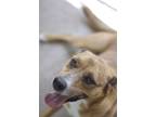 Adopt Izzy a Brown/Chocolate Catahoula Leopard Dog / Mixed Breed (Medium) /