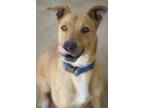 Adopt Darrius a Tan/Yellow/Fawn Shepherd (Unknown Type) / Mixed dog in Ottumwa