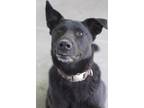 Adopt Benny a Black Labrador Retriever / Mixed Breed (Medium) / Mixed (short