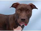 Adopt Roxi a Black American Pit Bull Terrier / Mixed dog in Golden Valley