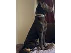 Adopt Hank a Brown/Chocolate Labrador Retriever / Mixed dog in Marshfield