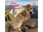 Adopt Oscar a Red/Golden/Orange/Chestnut Golden Retriever / Mixed dog in