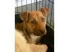 Adopt MINNIE a Brown/Chocolate Mixed Breed (Small) / Mixed dog in Aiken