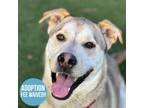 Adopt Max a Tan/Yellow/Fawn Labrador Retriever / Husky / Mixed dog in