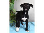 Adopt Cloud a Black Terrier (Unknown Type, Small) / Mixed dog in Cedar Hill