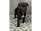 Adopt Barret a Black Terrier (Unknown Type, Small) / Mixed dog in Cedar Hill