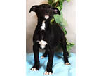 Adopt Vincent a Black Terrier (Unknown Type, Small) / Mixed dog in Cedar Hill