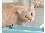 Adopt Lenny a Tan or Fawn Domestic Shorthair / Domestic Shorthair / Mixed cat in