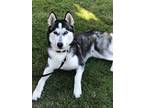 Adopt Milo a Gray/Silver/Salt & Pepper - with White Husky / Mixed dog in San