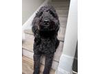 Adopt Luna a Black Aussiedoodle / Mixed dog in Fredericksburg, VA (41443166)