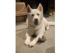 Adopt Anubis a White Husky / Mixed dog in Buckner, MO (41443155)