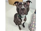 Adopt Gunner a Mixed Breed (Large) / Mixed dog in Wilmington, DE (39167768)