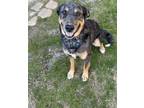 Adopt Wells a Black - with Tan, Yellow or Fawn Catahoula Leopard Dog / Mixed dog