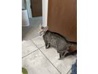 Adopt Emma a Gray, Blue or Silver Tabby Domestic Shorthair / Mixed (short coat)