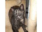 Adopt Aida a Tortoiseshell American Shorthair / Mixed (short coat) cat in San
