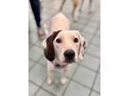 Adopt Cassie Robinson a White - with Brown or Chocolate Hound (Unknown Type) /