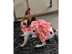 Adopt Trinity a Rat Terrier / Mixed dog in Pittsburg, CA (40988742)