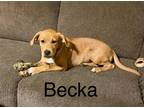 Adopt Becka a Dachshund / American Pit Bull Terrier / Mixed dog in Topeka