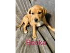 Adopt Becka a Dachshund / American Pit Bull Terrier / Mixed dog in Topeka