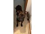 Adopt June Bug a Boxer / Mixed dog in Topeka, KS (41392459)