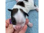 Zuchon Puppy for sale in Bakersville, NC, USA
