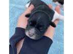 Zuchon Puppy for sale in Bakersville, NC, USA