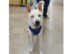 Adopt Banjo a Husky / Labrador Retriever / Mixed dog in League City