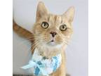 Adopt Garibaldi a Domestic Shorthair / Mixed cat in League City, TX (41124339)