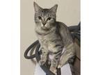 Adopt Daisy a Domestic Shorthair / Mixed cat in League City, TX (41443143)