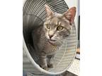 Adopt Air Raid a Domestic Shorthair / Mixed cat in Atascadero, CA (41442068)