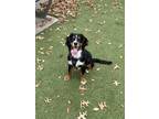 Adopt Troy a White - with Brown or Chocolate Bernese Mountain Dog / Cavalier