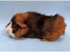 Adopt Truffle a Brown or Chocolate Guinea Pig / Mixed small animal in Woodbury