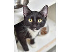 Adopt Paulette a All Black Domestic Shorthair / Domestic Shorthair / Mixed cat