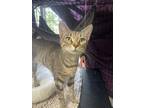 Adopt Tippy a Brown or Chocolate Domestic Shorthair / Domestic Shorthair / Mixed