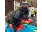 Poodle (Toy) Puppy for sale in Mendota, IL, USA