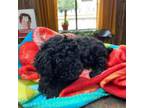 Poodle (Toy) Puppy for sale in Mendota, IL, USA