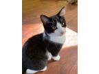 Adopt Tippy *IN FOSTER* a Domestic Shorthair / Mixed (short coat) cat in South