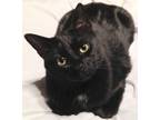 Adopt Jiji *IN FOSTER* a Domestic Shorthair / Mixed (short coat) cat in South