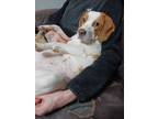 Adopt Lola a White Beagle / Mixed dog in Louisville, KY (41443028)