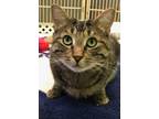 Adopt Miller a Brown or Chocolate Domestic Shorthair / Domestic Shorthair /