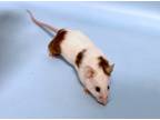 Adopt Spots a White Mouse / Mixed (short coat) small animal in Woodbury