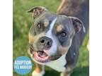 Adopt Atlas a Gray/Blue/Silver/Salt & Pepper American Pit Bull Terrier / Mixed