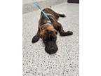 Adopt Adalee-ADOPTED a Black Cane Corso / Mixed dog in Atlanta, GA (41442703)