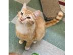 Adopt Lumpy a Orange or Red Domestic Shorthair / Domestic Shorthair / Mixed cat