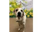Adopt Hallie a White Pointer / Mixed Breed (Medium) / Mixed (short coat) dog in