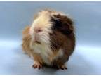 Adopt Hazel a Red Guinea Pig / Guinea Pig / Mixed small animal in Coon Rapids