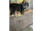 Adopt Ivy a Gray or Blue (Mostly) American Curl (medium coat) cat in Fort Wayne